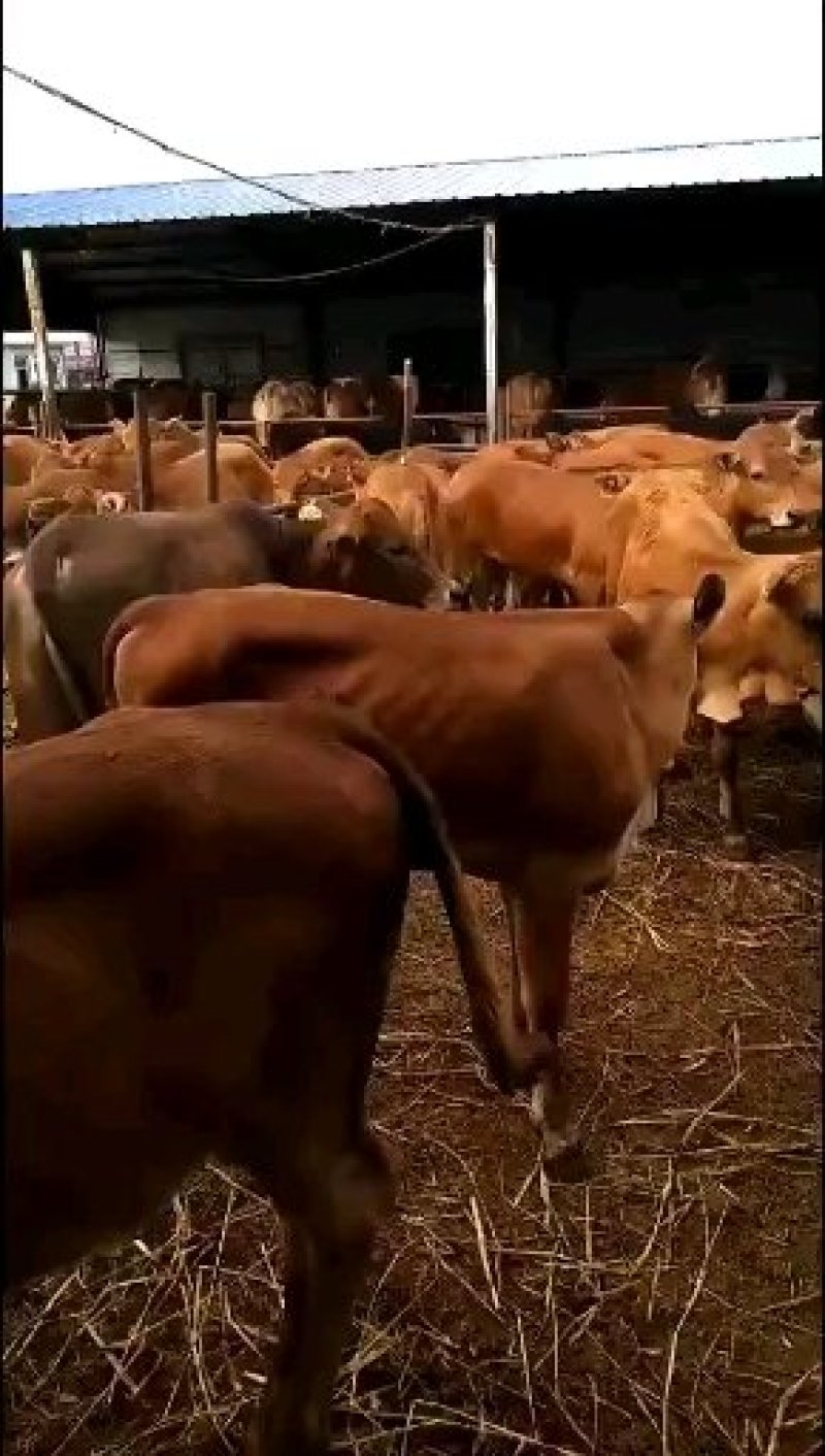 黄牛包运输常年大量出售量大从优包回收包技术