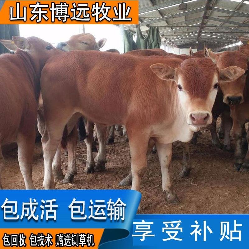 黄牛包运输常年大量出售量大从优包回收包技术
