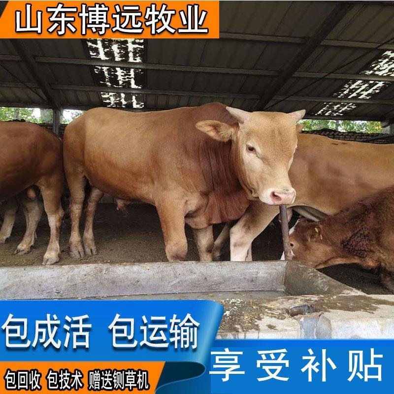 黄牛包运输常年大量出售量大从优包回收包技术
