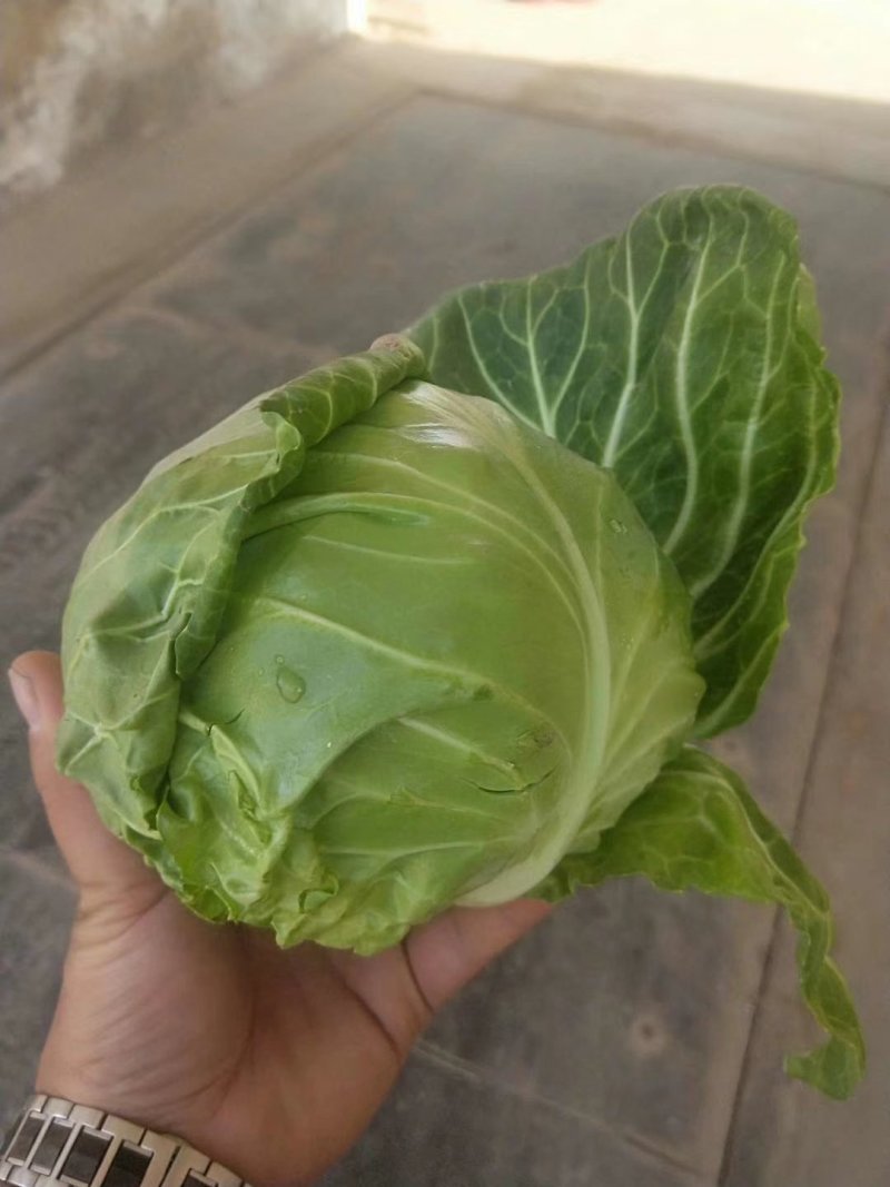 陕西有机菜花，松花菜，菜花基地欢迎各大市场电商对接