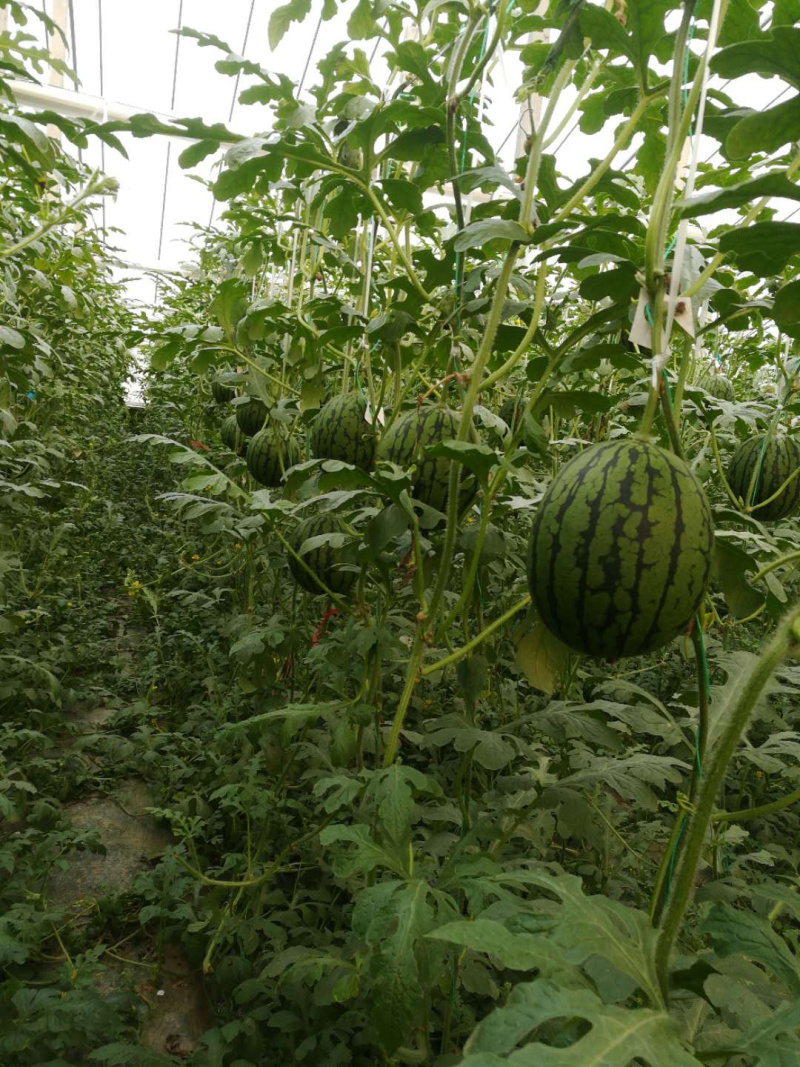 精品红玉小型吊西瓜