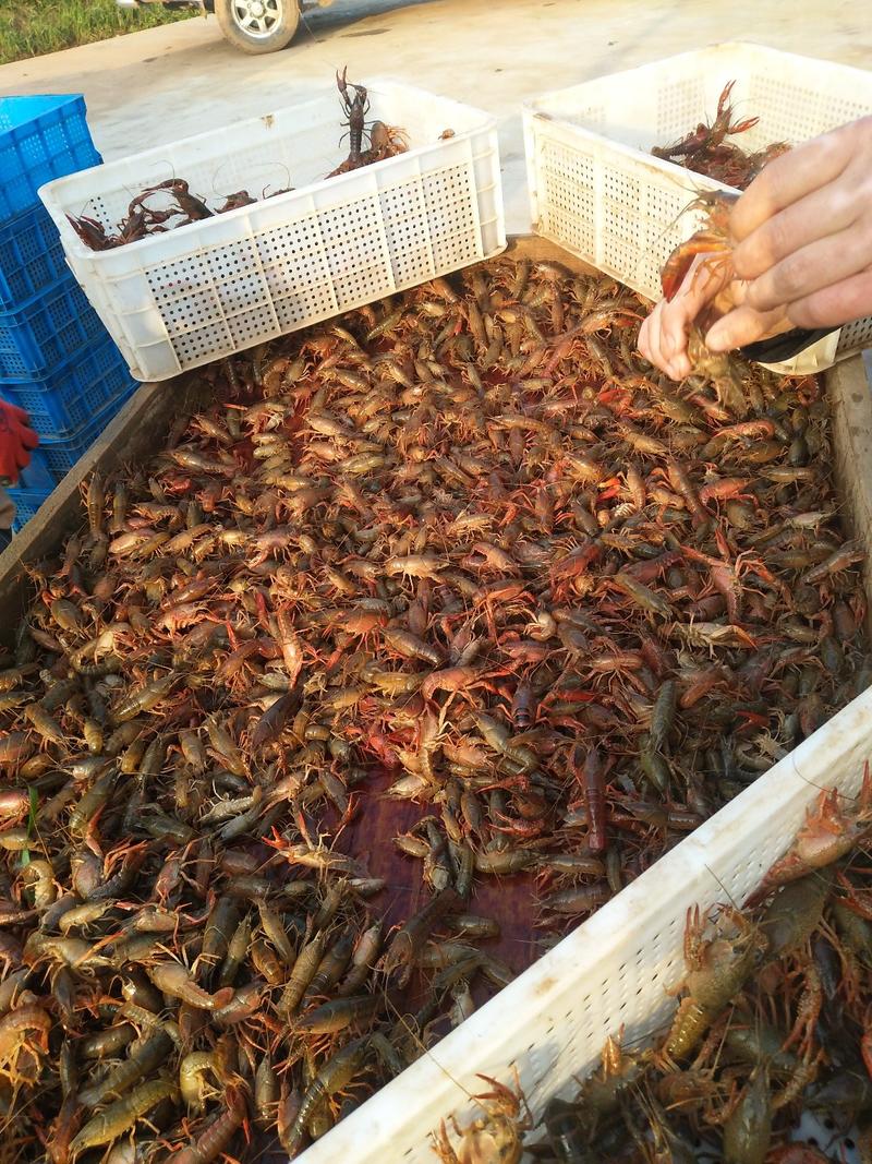 【热卖】稻田小龙虾，体质健康，成活率高，地板干净