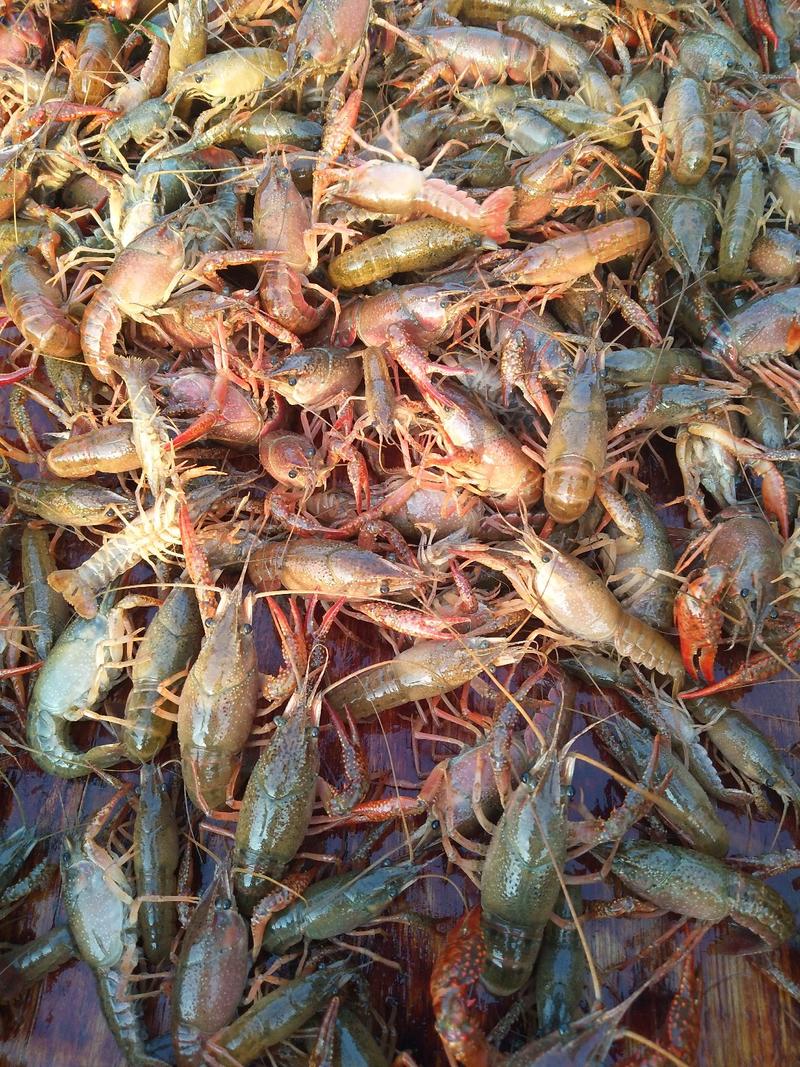 【热卖】稻田小龙虾，体质健康，成活率高，地板干净