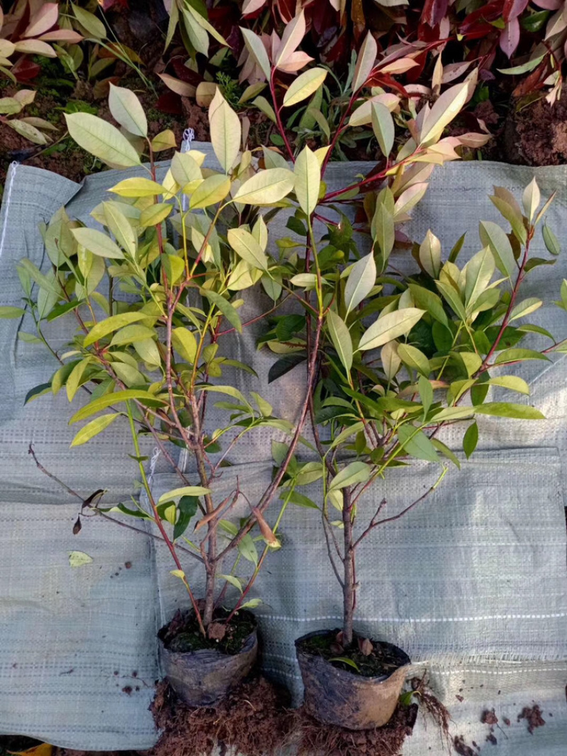 苗圃优质红叶石楠苗冠幅15到30公分量大从优质量保证