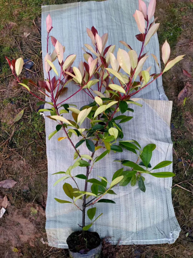 苗圃优质红叶石楠苗冠幅15到30公分量大从优质量保证