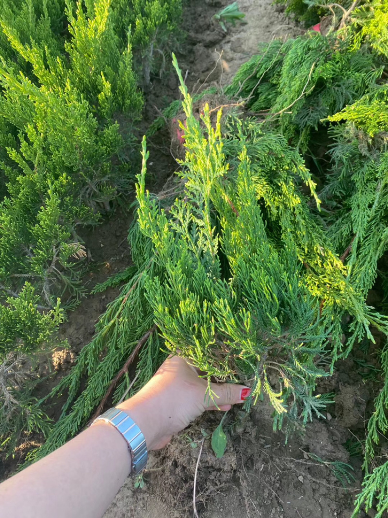小龙柏龙柏球工程苗成活率高一手货源支持现场看货