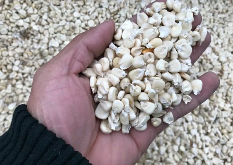 干玉米，无霉，水分低，可以储存