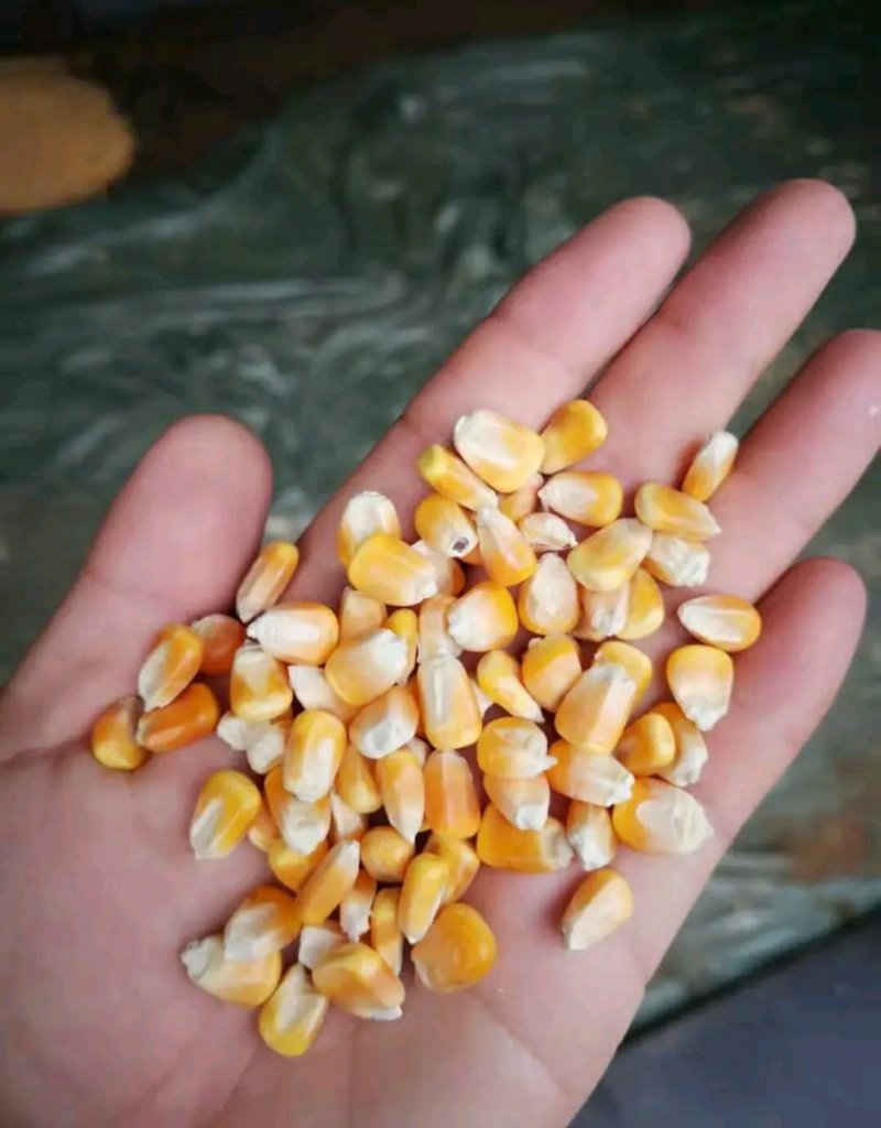 干玉米，无霉，水分低，可以储存