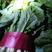 山东精品青邦小白菜20一30屋米正在大量上市中欢迎咨询