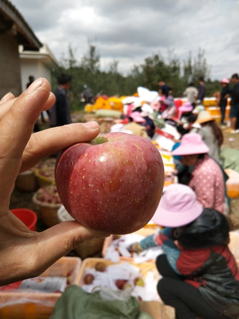 糖心苹果一件代发低价盐源丑苹果不打腊口感都一样