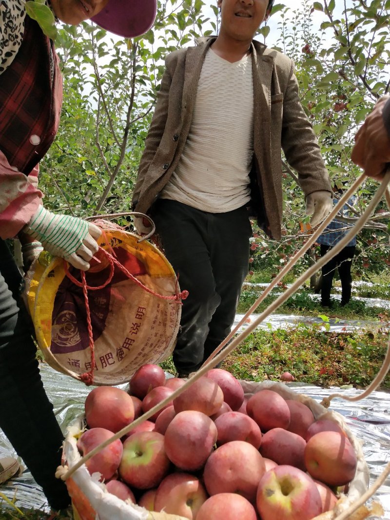 糖心苹果一件代发低价盐源丑苹果不打腊口感都一样
