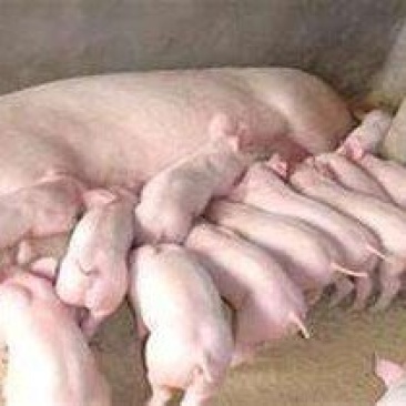 浙江二元母猪价格_浙江母猪价格_养猪场