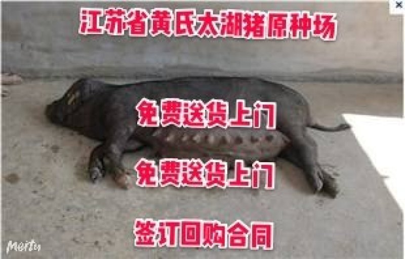 浙江二元母猪价格_浙江母猪价格_养猪场