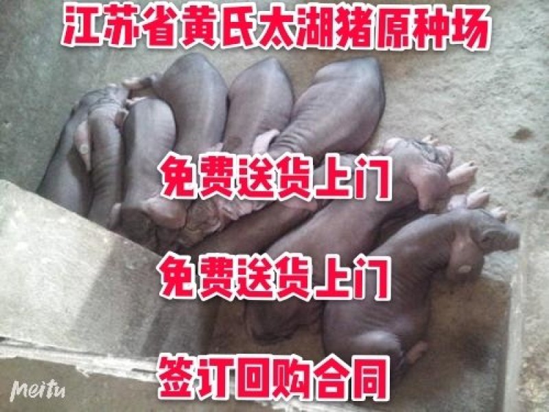 浙江二元母猪价格_浙江母猪价格_养猪场