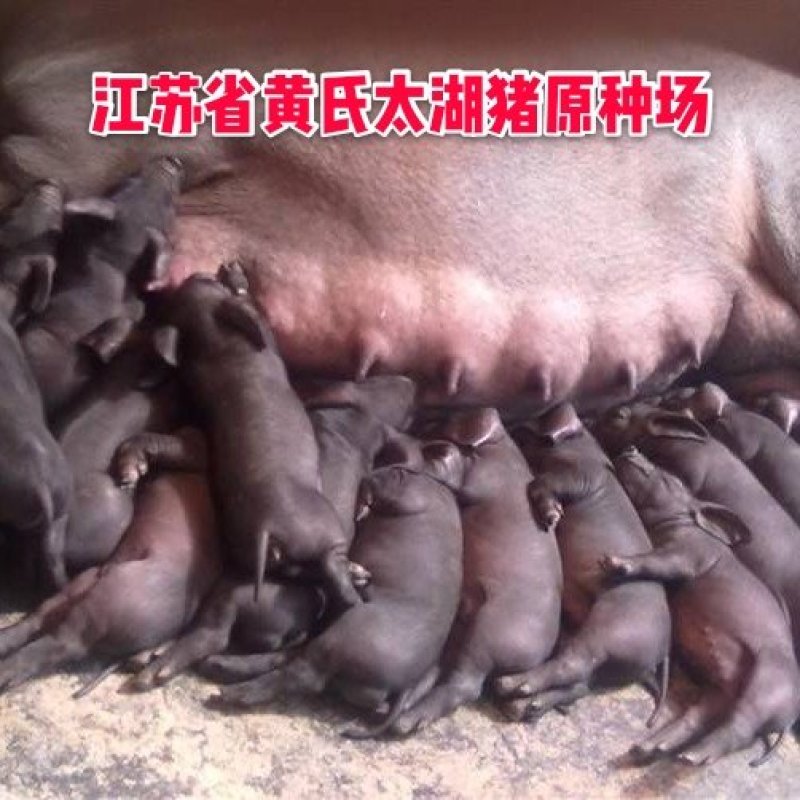 浙江二元母猪价格_浙江母猪价格_养猪场