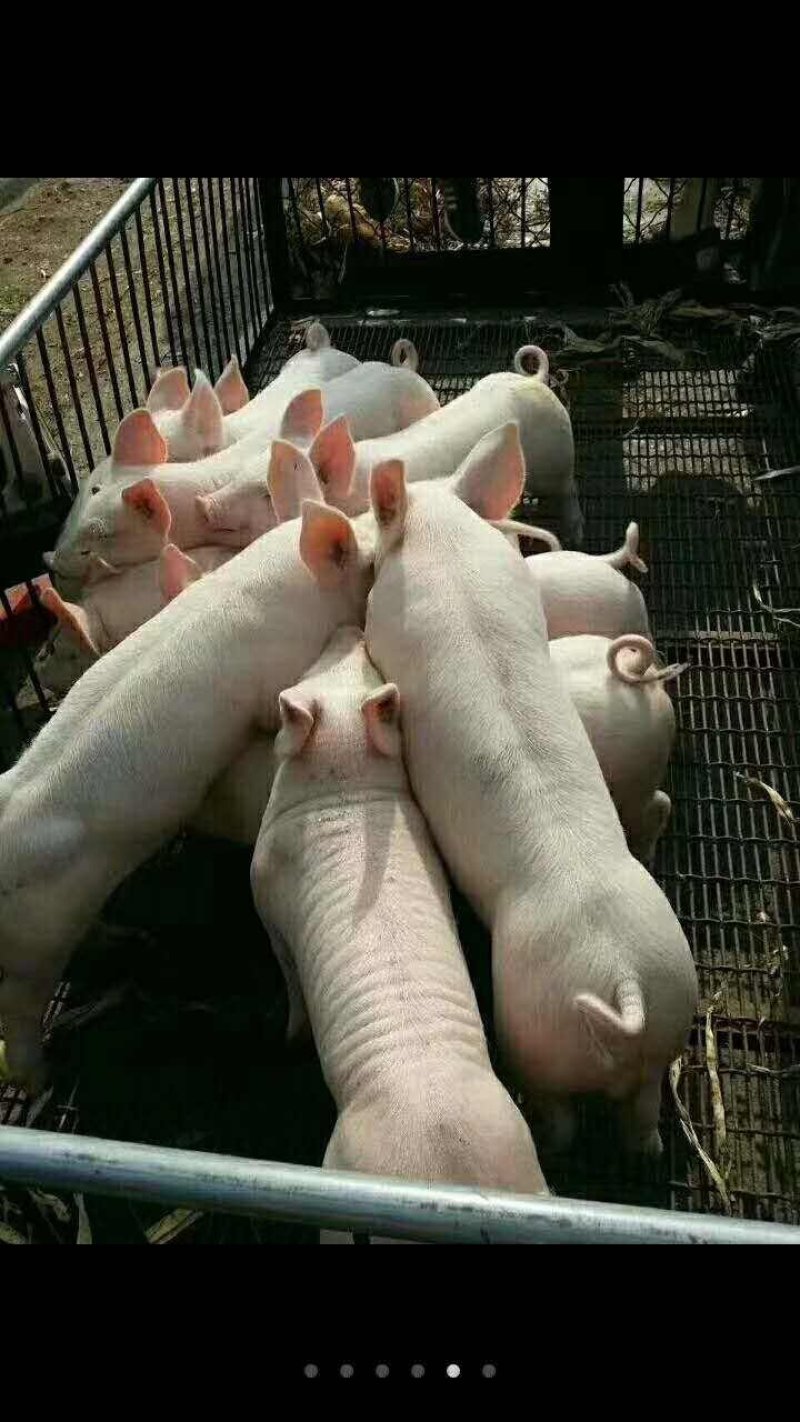 浙江二元母猪价格_浙江母猪价格_养猪场
