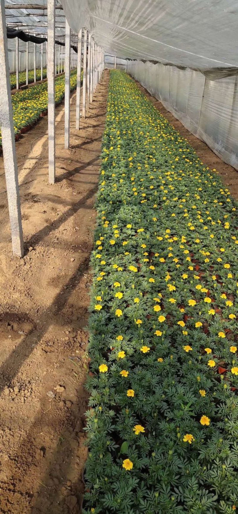 孔雀草！租摆绿化工程专用景观花绿化工程种植基地