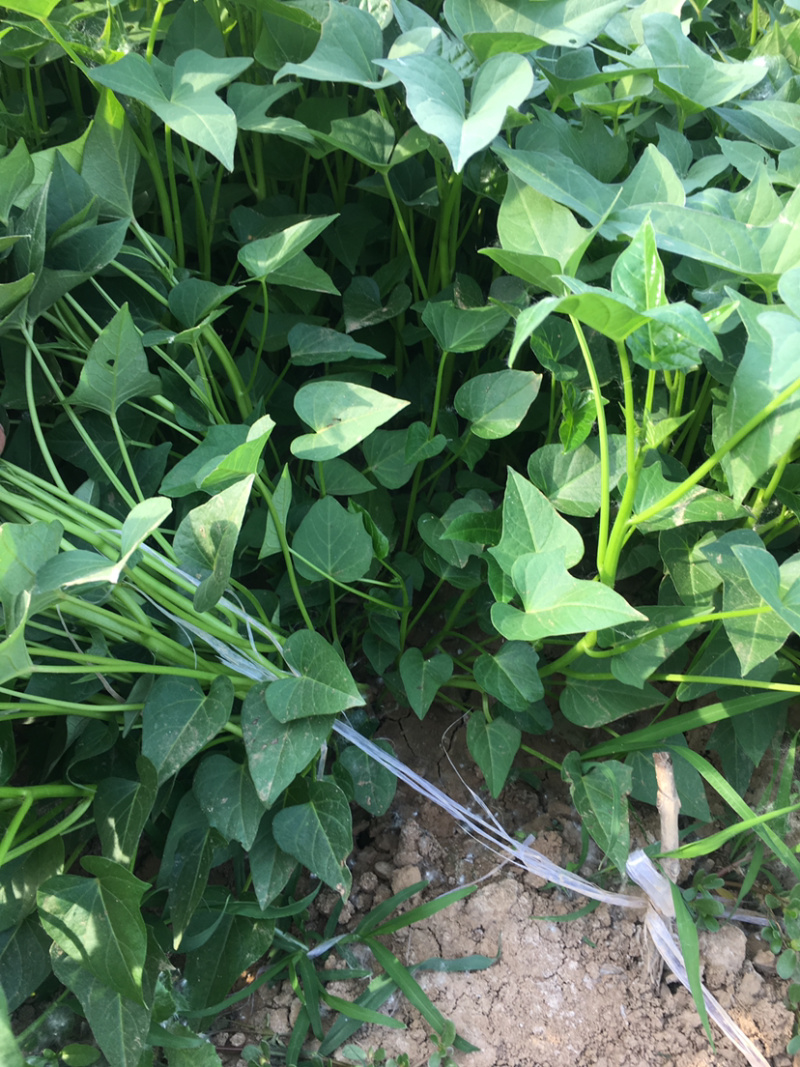红薯苗商薯19拔苗大量出售