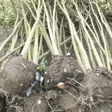 2公分的大叶女贞小苗南方北方种植大叶女贞树苗庭院地栽