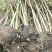 2公分的大叶女贞小苗南方北方种植大叶女贞树苗庭院地栽