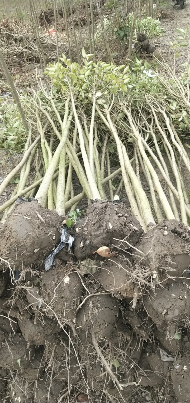 2公分的大叶女贞小苗南方北方种植大叶女贞树苗庭院地栽