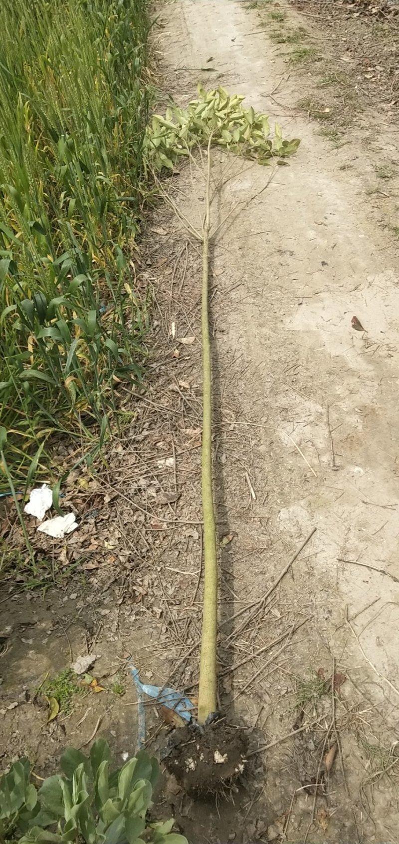 2公分的大叶女贞小苗南方北方种植大叶女贞树苗庭院地栽