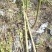 2公分的大叶女贞小苗南方北方种植大叶女贞树苗庭院地栽