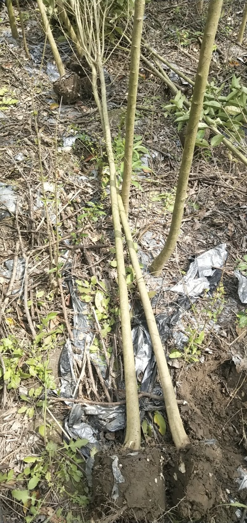 2公分的大叶女贞小苗南方北方种植大叶女贞树苗庭院地栽
