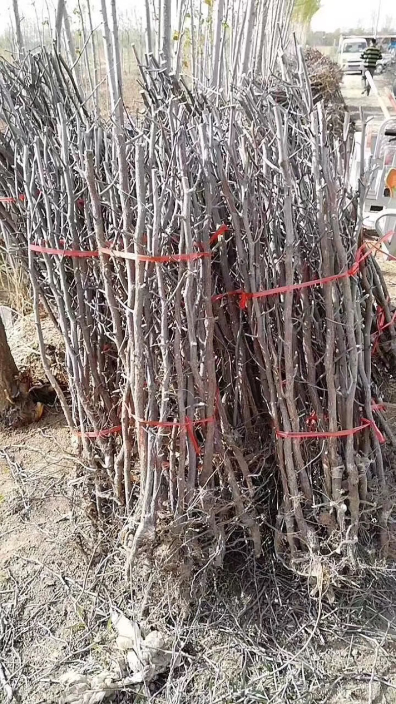 枣苗