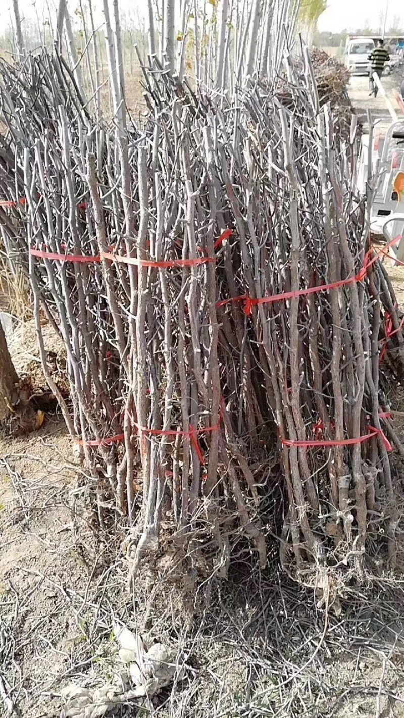 枣苗