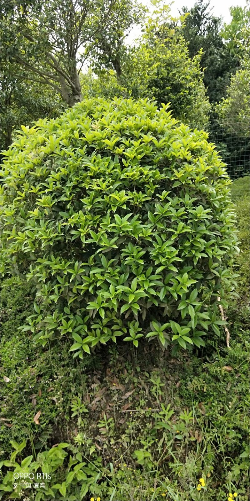 香妃含笑，生熟货都有价格实惠，分枝高度统一