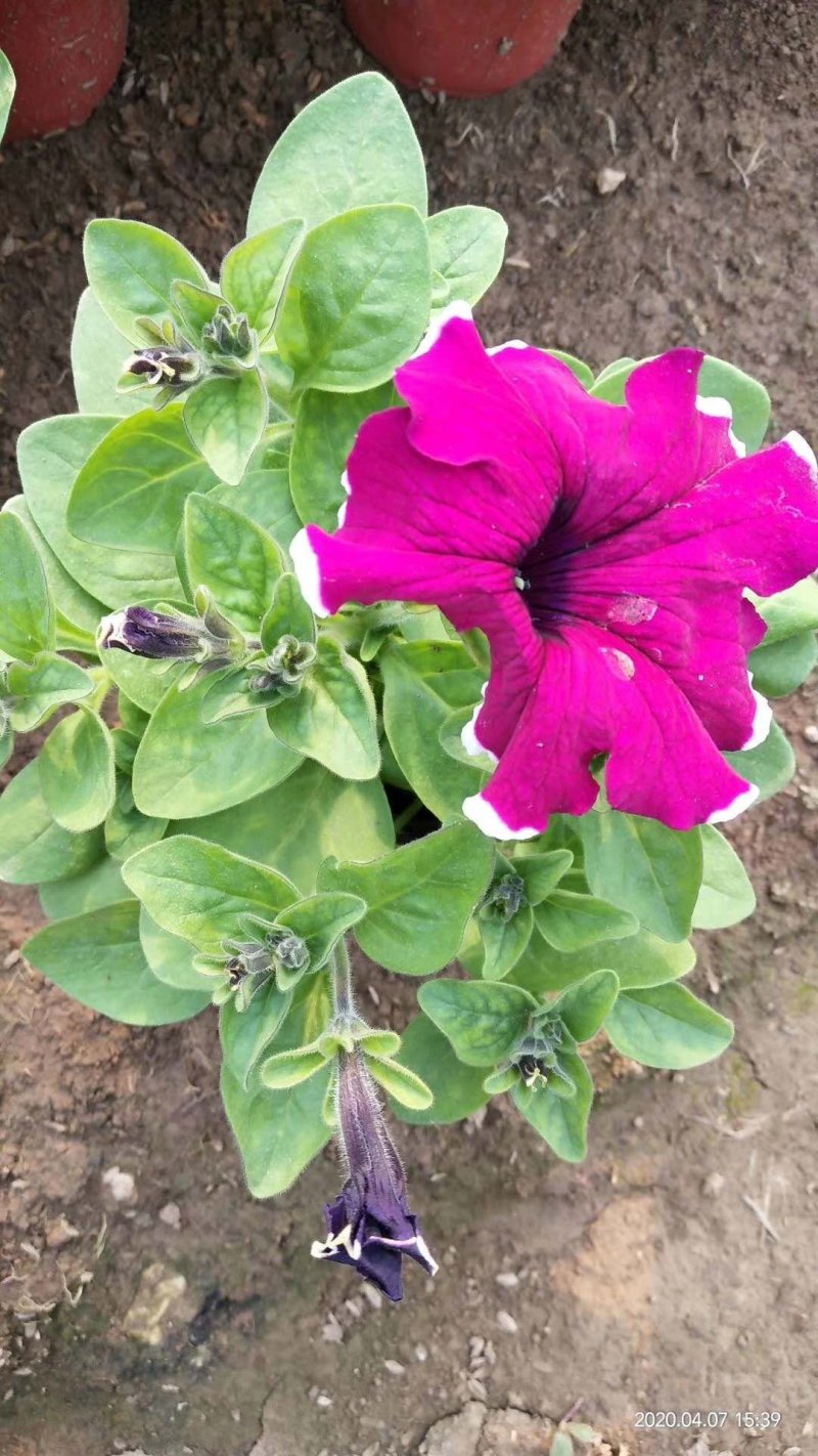 牵牛花造型工程绿化，矮牵牛，垂钓牵牛，多色牵牛！种植基地