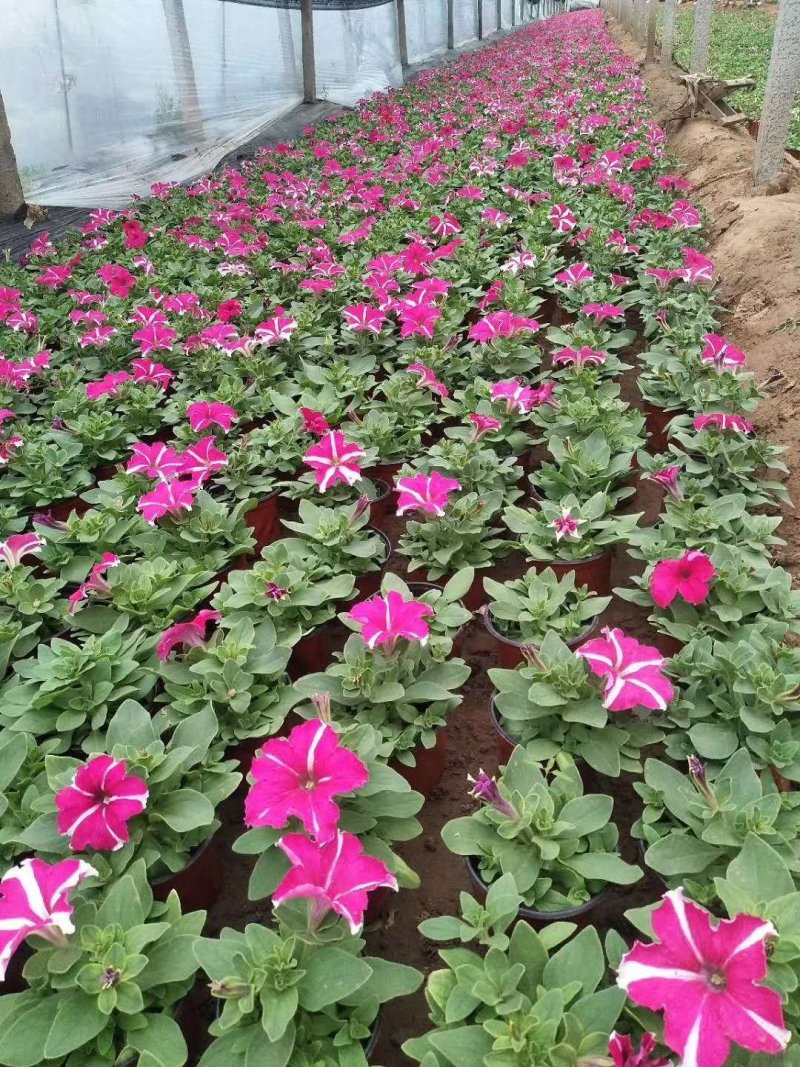 牵牛花造型工程绿化，矮牵牛，垂钓牵牛，多色牵牛！种植基地