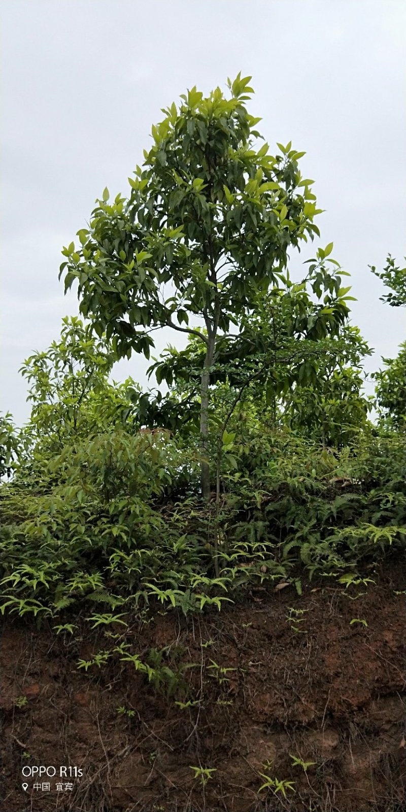 黄角兰，黄桷兰，白兰规格多数量大。树形优美