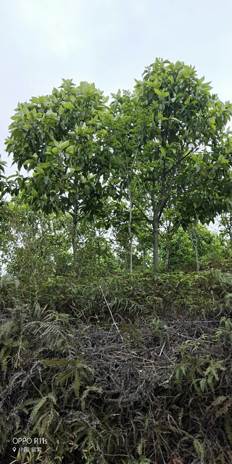 黄角兰，黄桷兰，白兰规格多数量大。树形优美