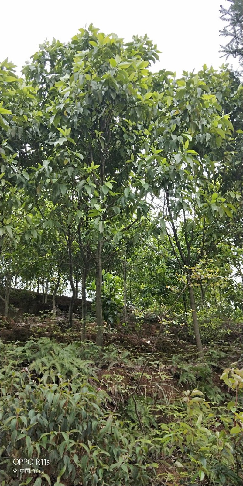 黄角兰，黄桷兰，白兰规格多数量大。树形优美