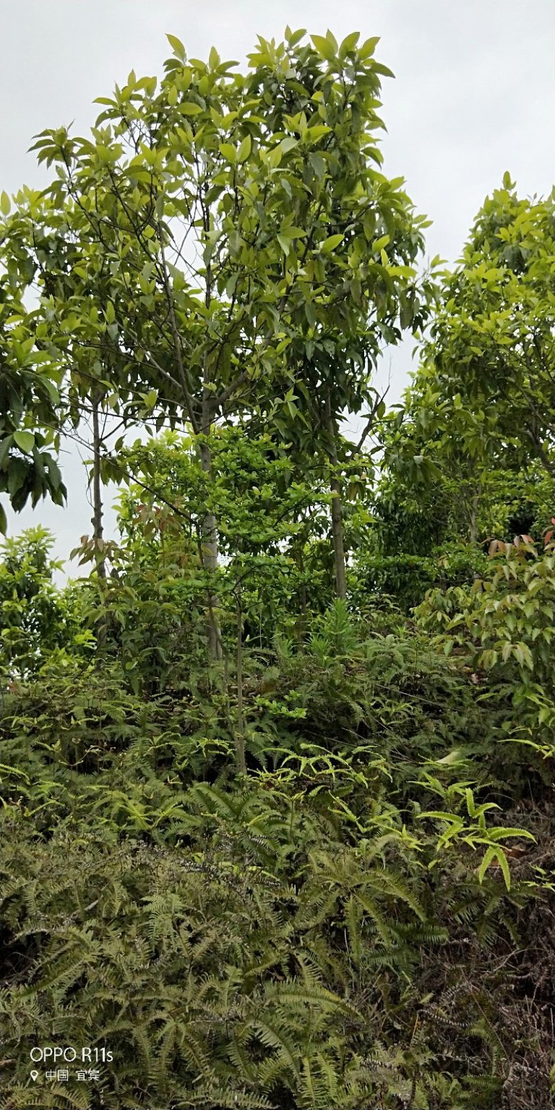 黄角兰，黄桷兰，白兰规格多数量大。树形优美