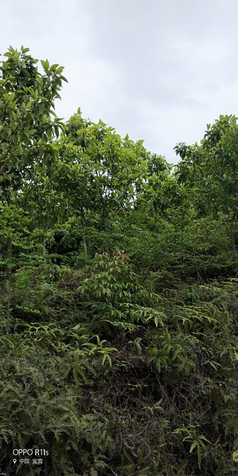 黄角兰，黄桷兰，白兰规格多数量大。树形优美