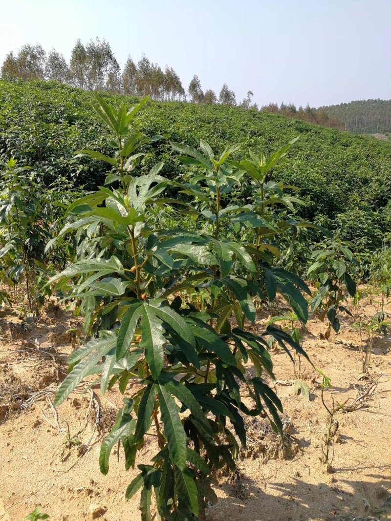 [优选]广西产地直供五指毛桃种苗芽苗五指毛桃鲜根