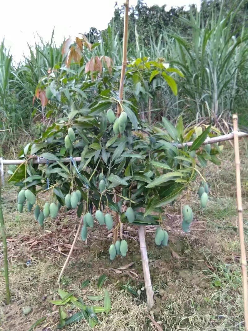 芒果苗