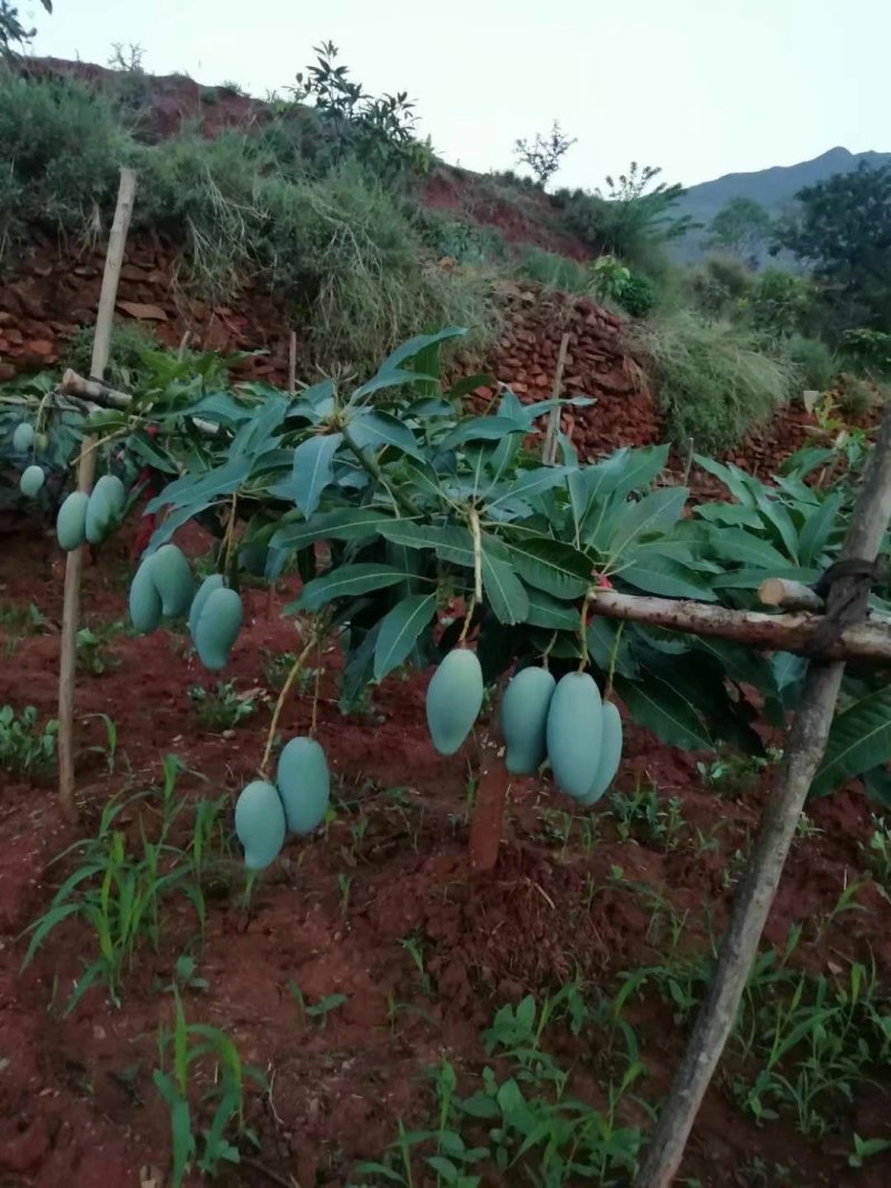 芒果苗