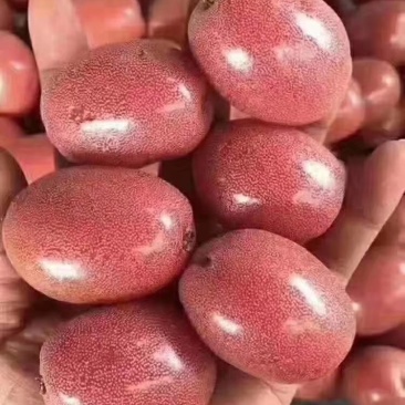 羊奶果苗羊奶果苗羊奶果苗盆景羊奶果苗羊奶果苗