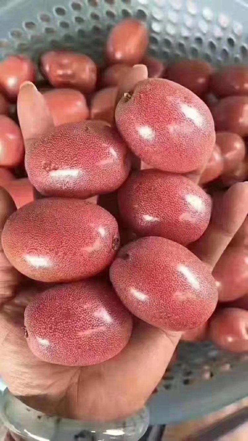 羊奶果苗羊奶果苗羊奶果苗盆景羊奶果苗羊奶果苗