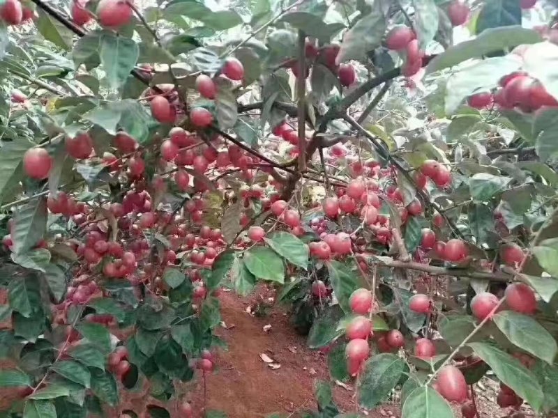 羊奶果苗羊奶果苗羊奶果苗盆景羊奶果苗羊奶果苗