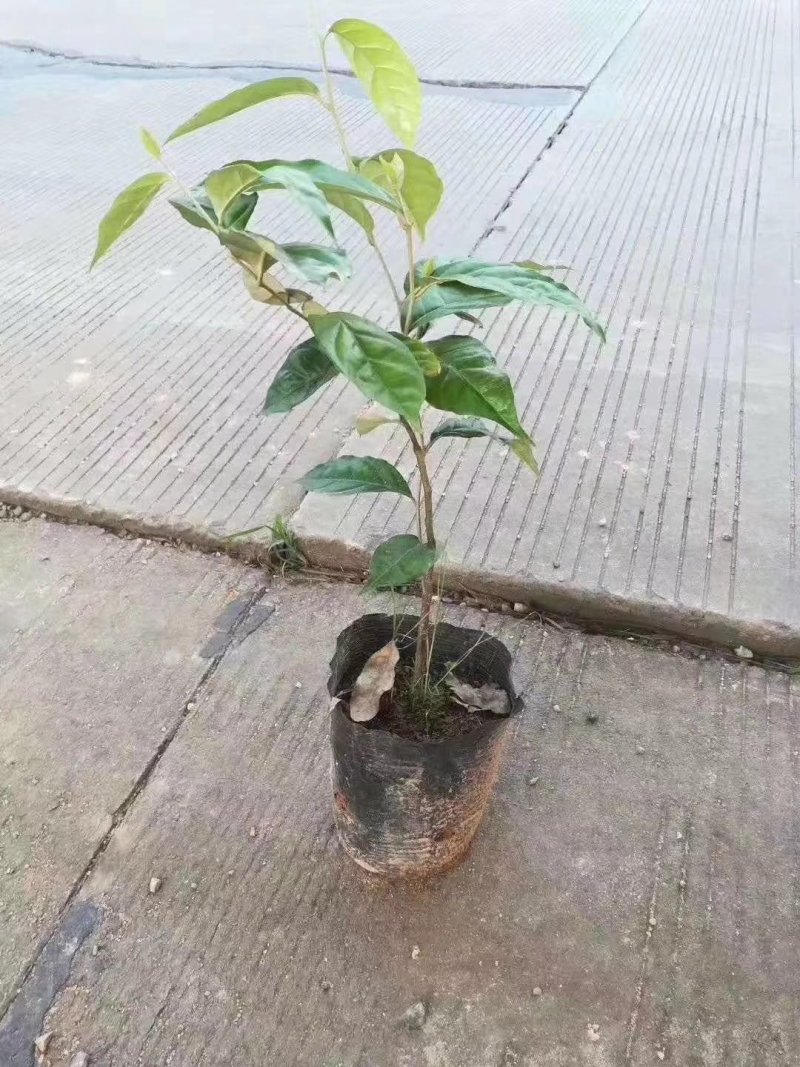 羊奶果苗羊奶果苗羊奶果苗盆景羊奶果苗羊奶果苗