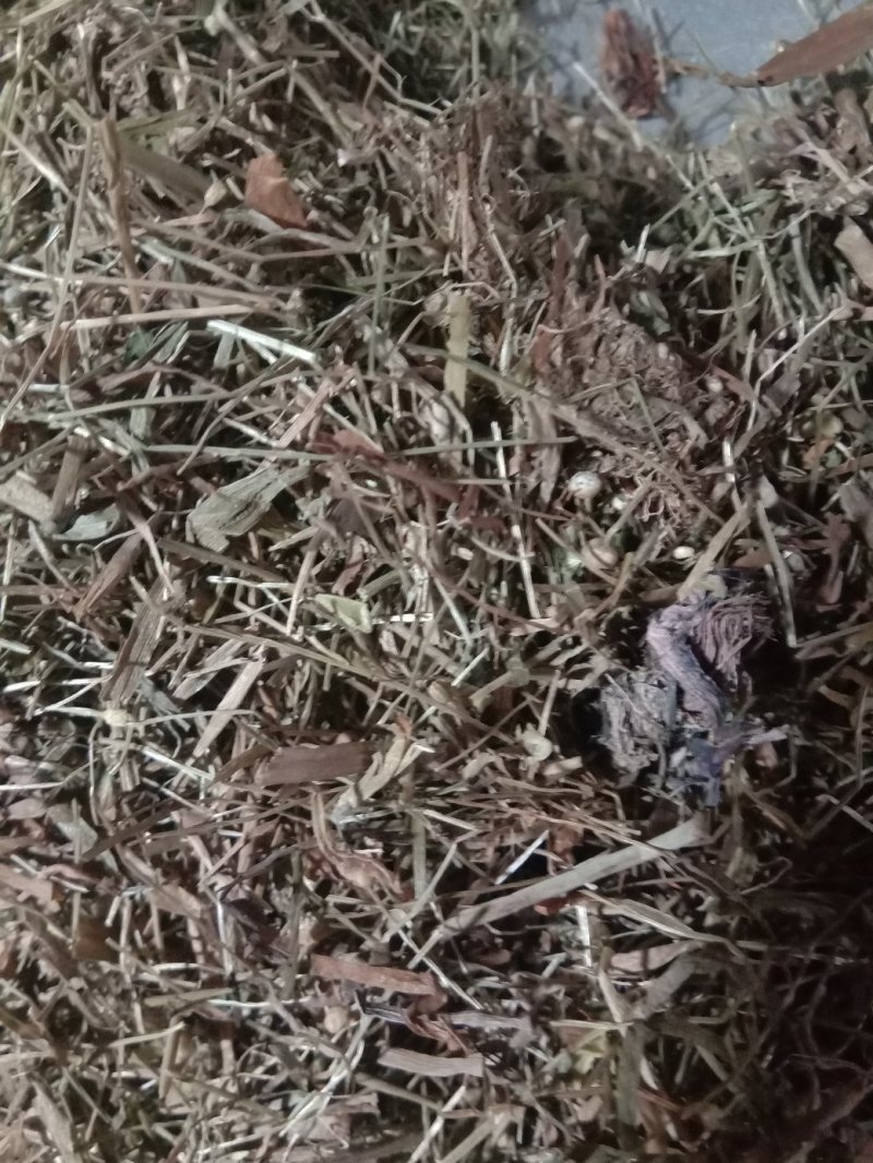 谷精草，常年批发供应各种规格谷精草中药材量大从优
