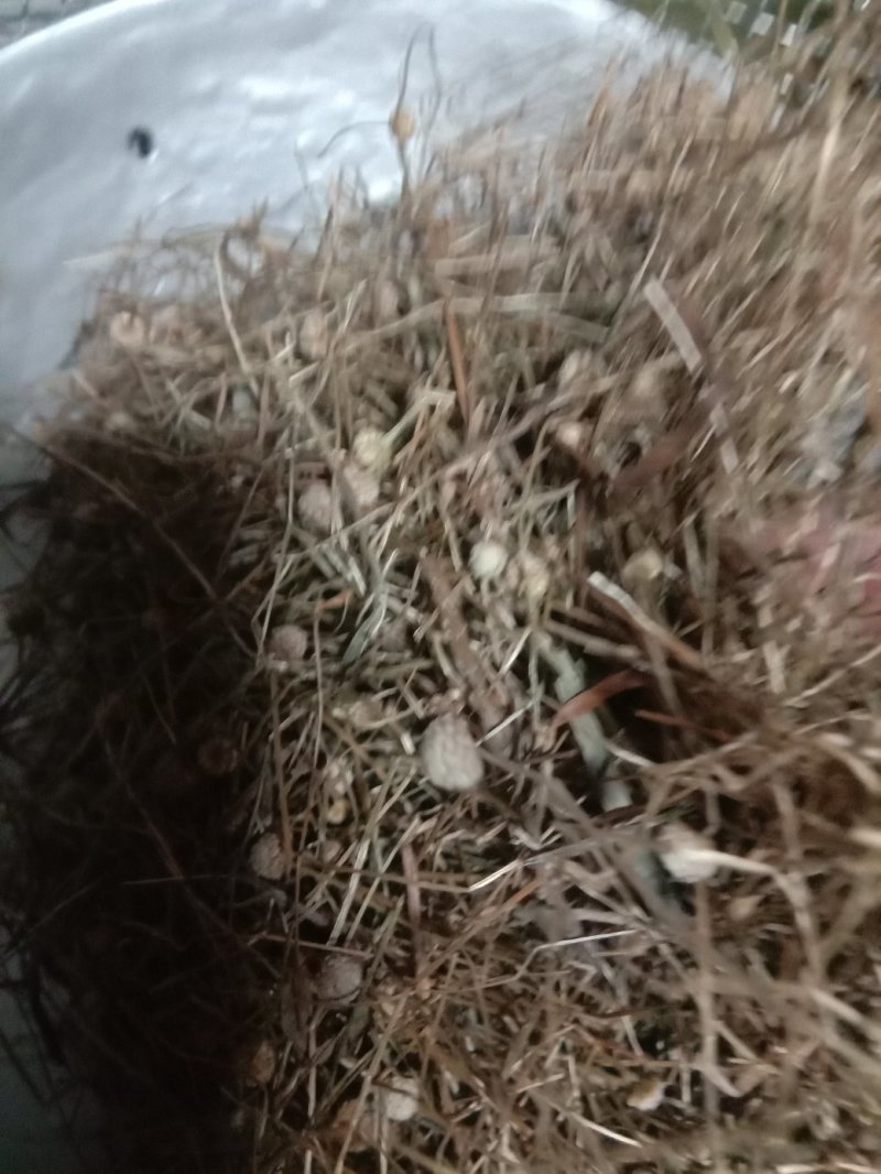 谷精草，常年批发供应各种规格谷精草中药材量大从优