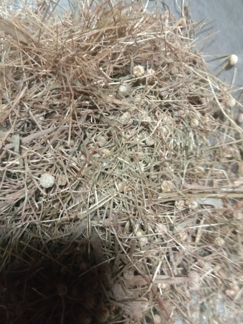 谷精草，常年批发供应各种规格谷精草中药材量大从优