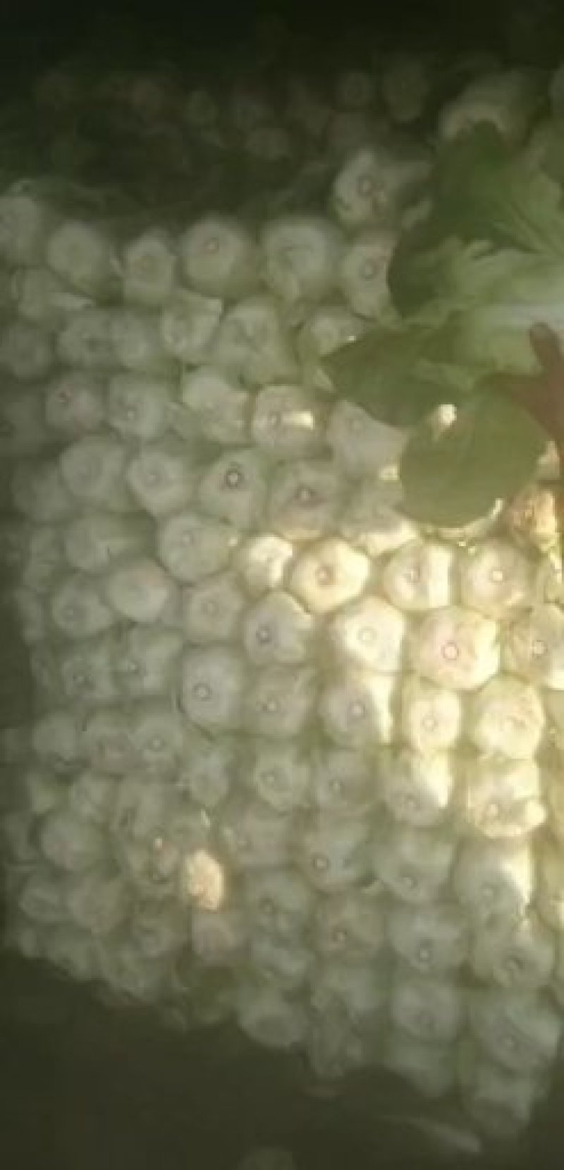 白菜