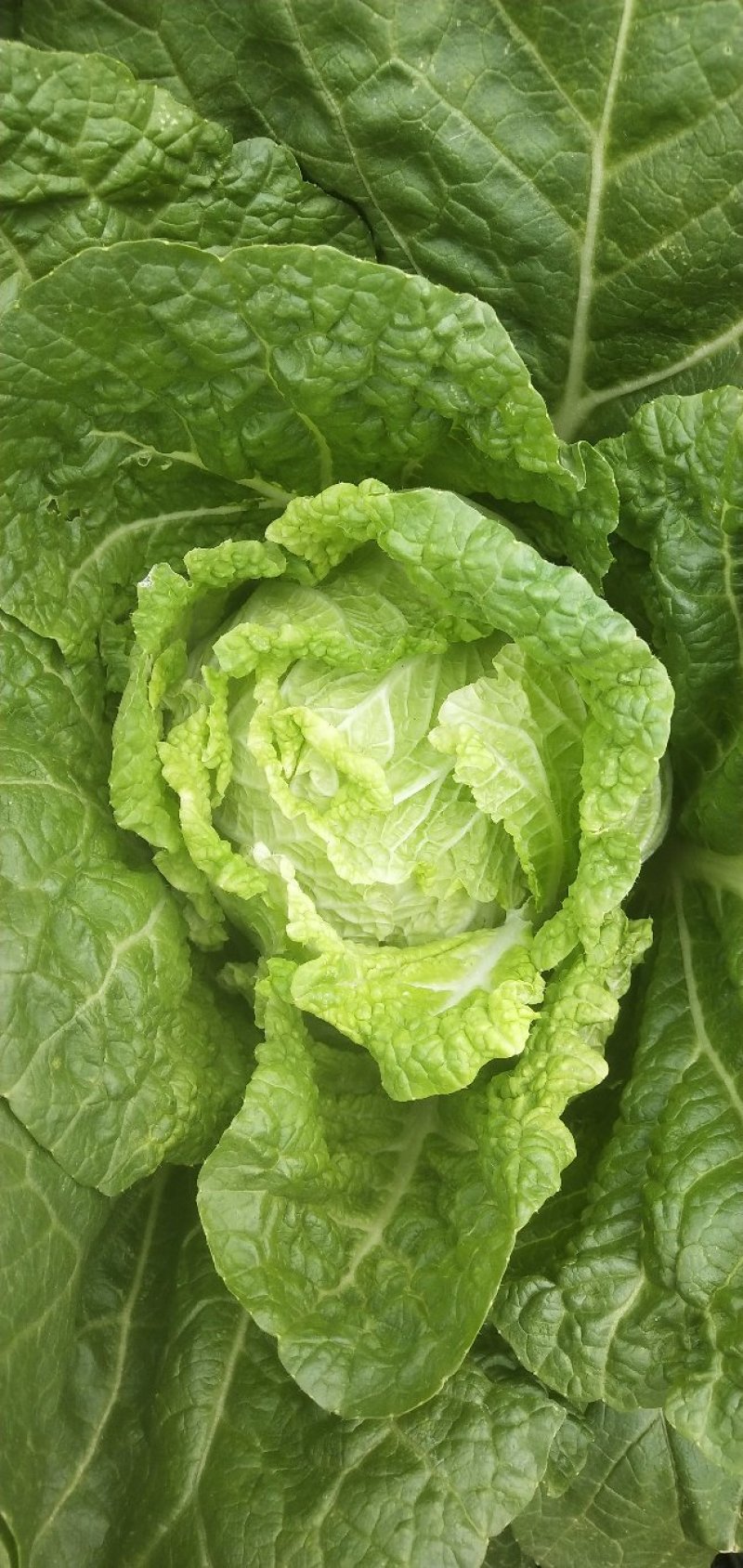 白菜